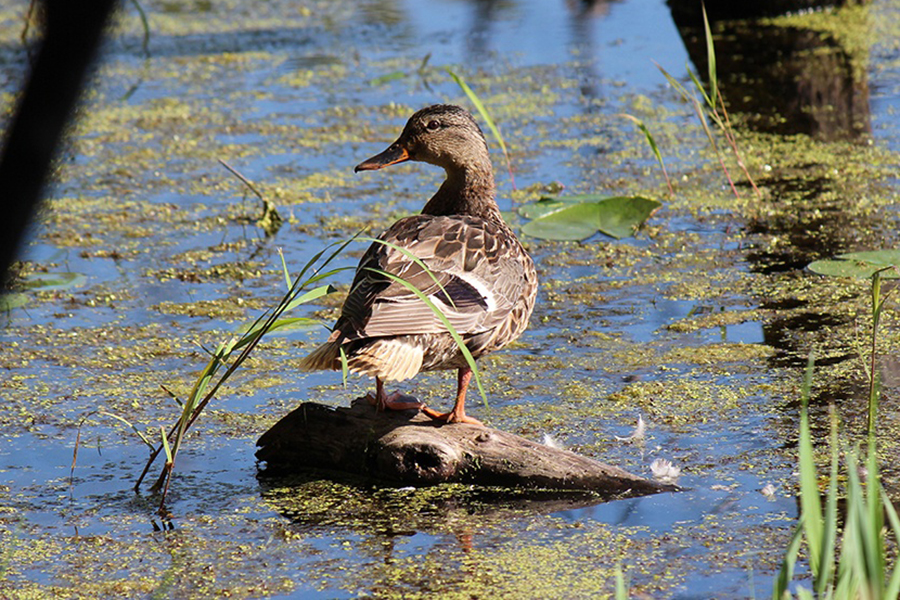 female-mallard-marsh-900x600